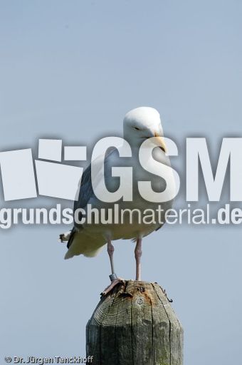 Silbermöve (2 von 5).jpg